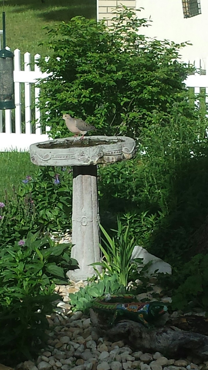 beautiful mourning dove