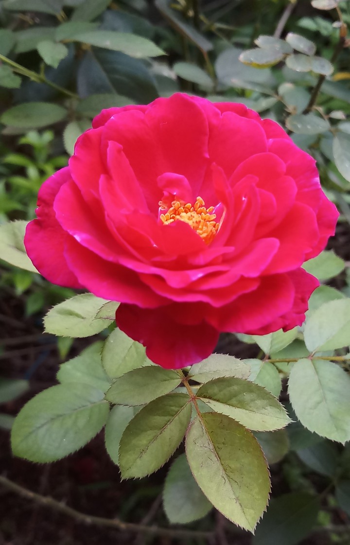 ROSE