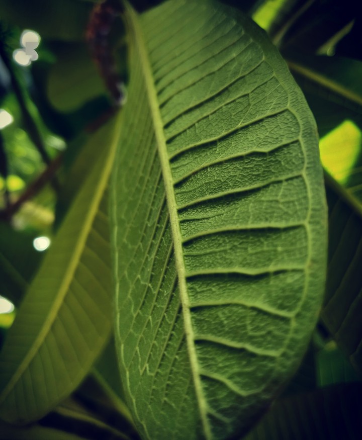 #Loveforgreenery