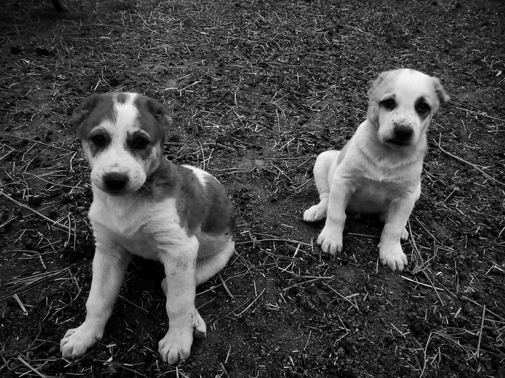 Meet my little boys