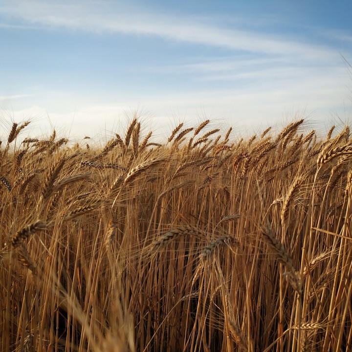 Wheat field Ukraine