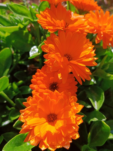 tapety plant, flower