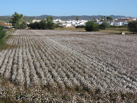 Algodón
