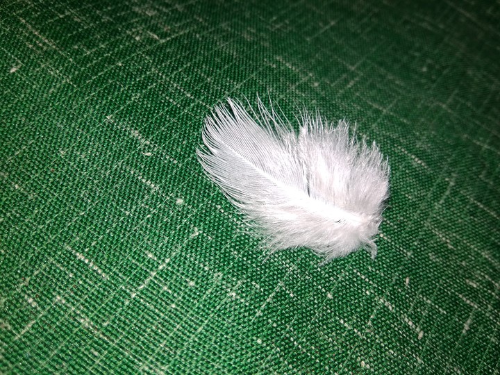 Feather