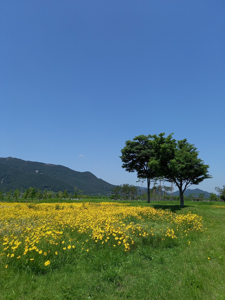 양산 황산공원 금계국꽃이 한가득