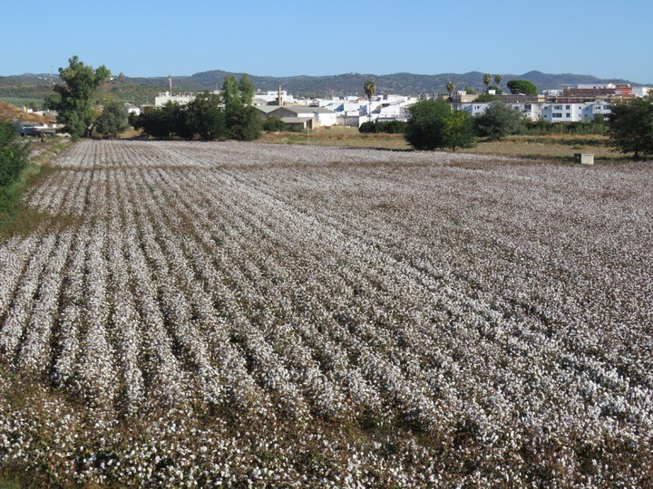Algodón