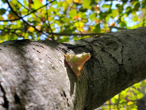 tree frog in the sunlight