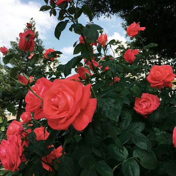 #Red roses❤