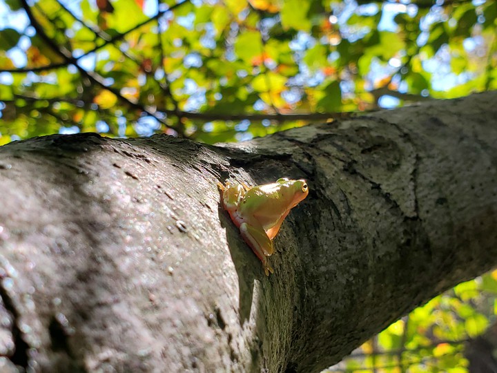 tree frog in the sunlight