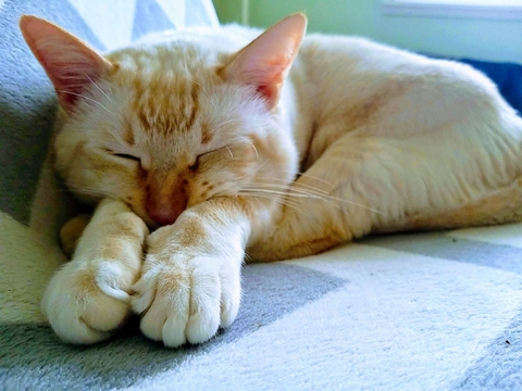 cat, sleep wallpapers