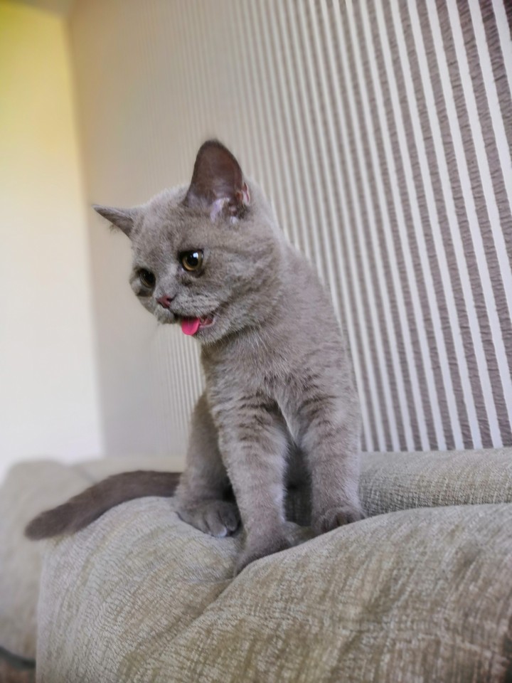Кот