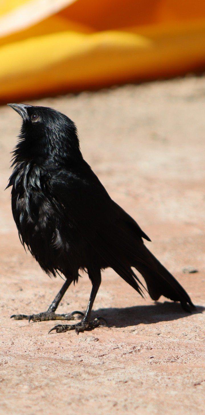 Black Bird