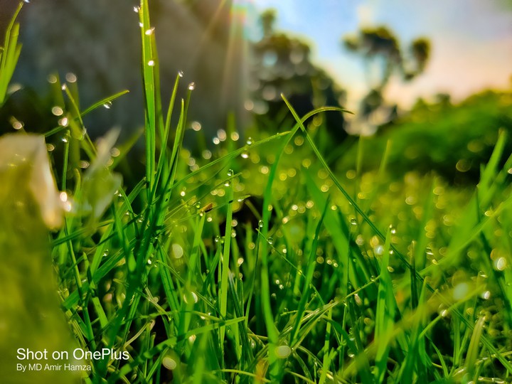 raindrop