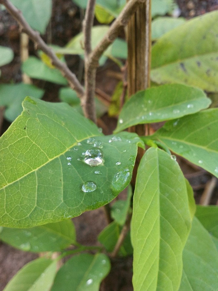 raining