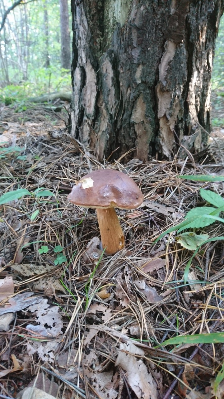 grzybobranie