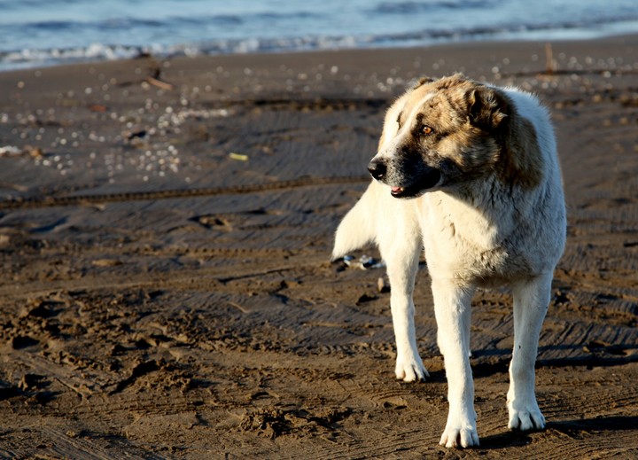 Dog