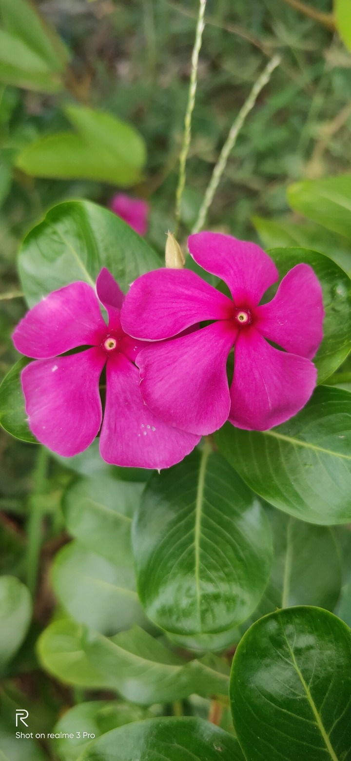Flowers