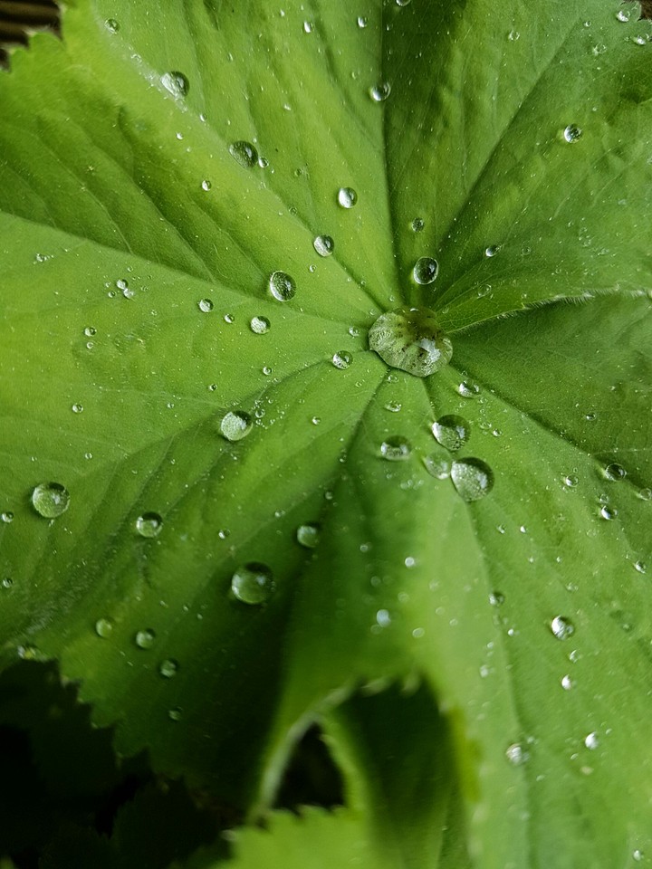 Leaf