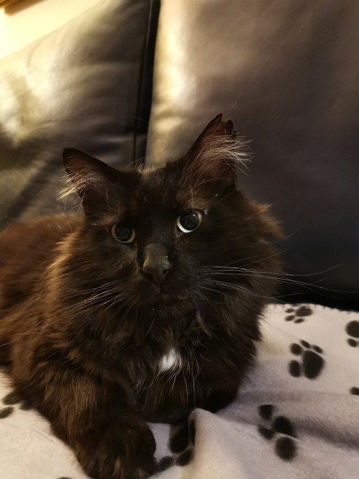 cat