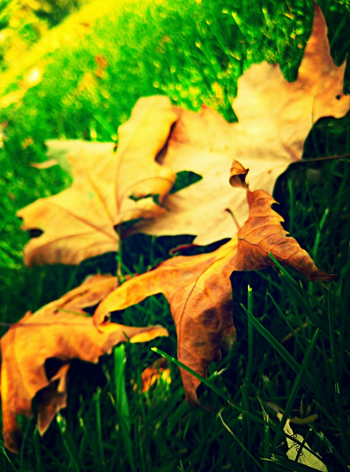 beautiful autumn
