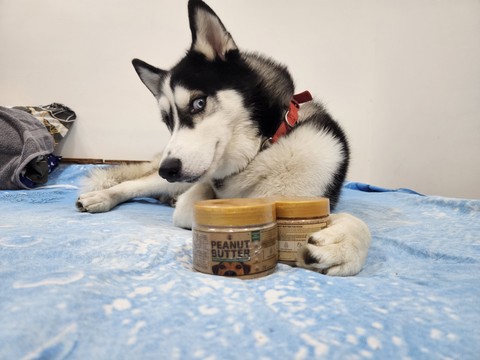 娛樂, dog桌布