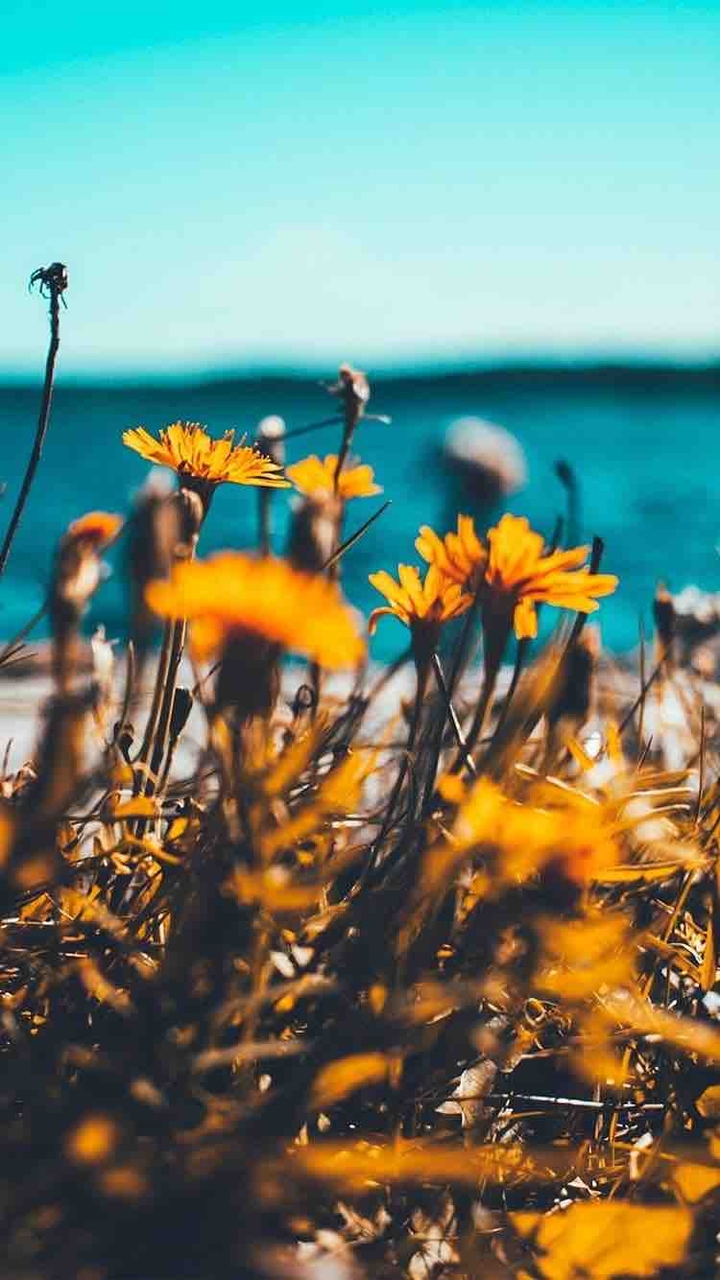 flowers