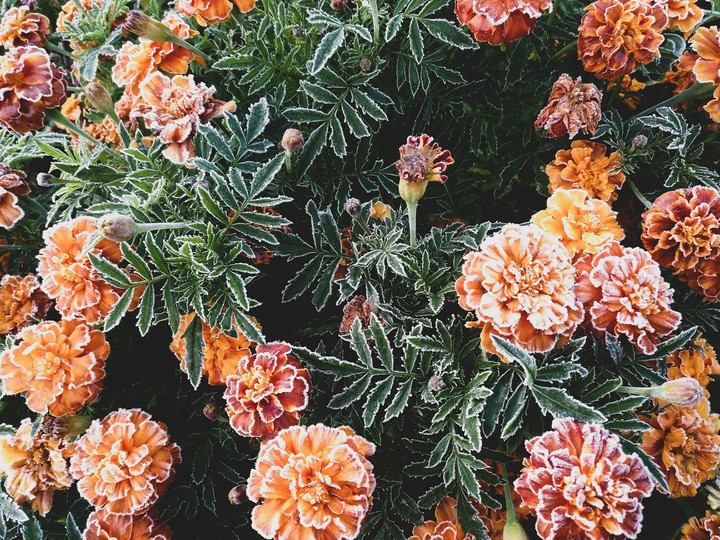 morning flower