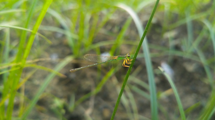 Dragon Fly