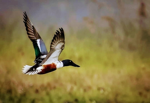 The Flight