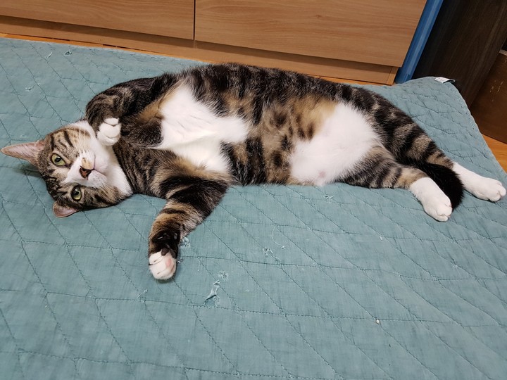 꺼돌