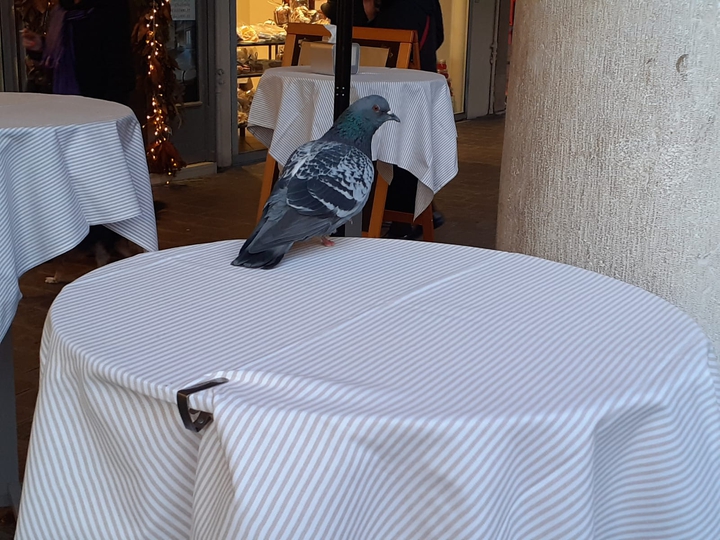 pigeon