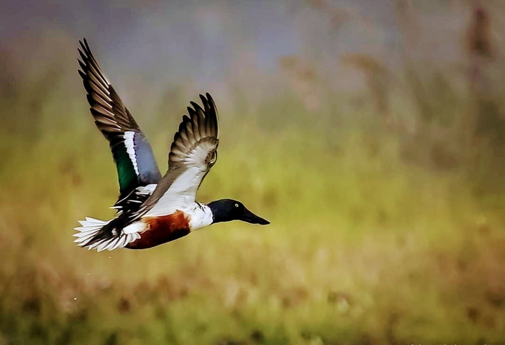 The Flight