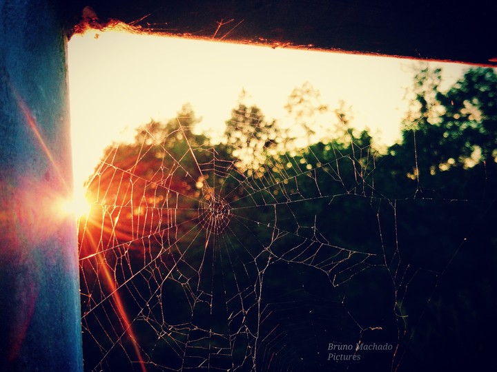 spiderweb 