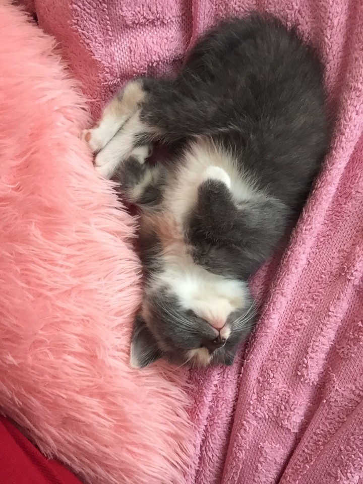 my cat