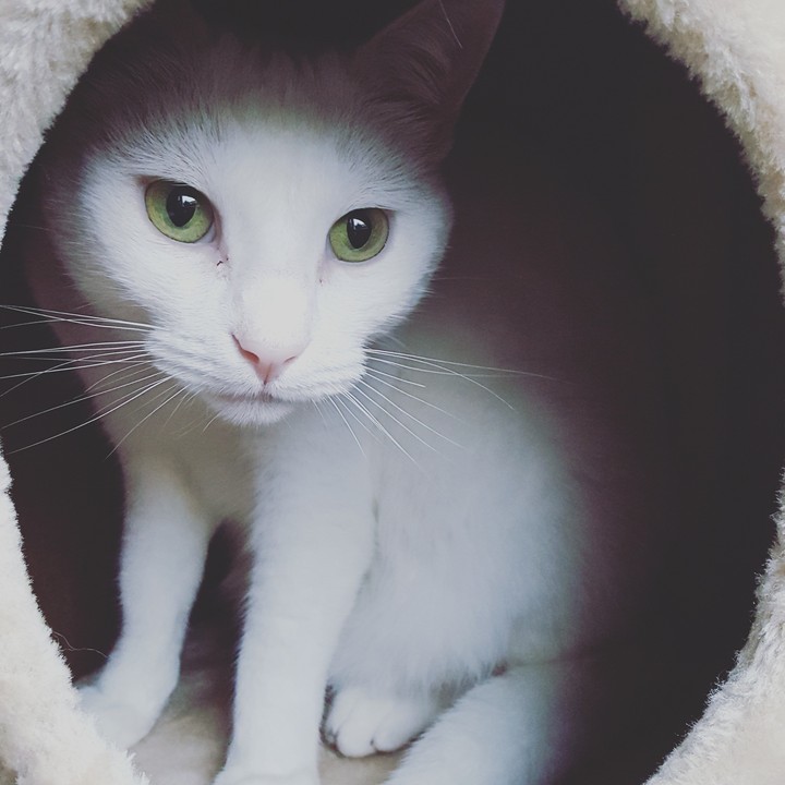 Indy le chat blanc
