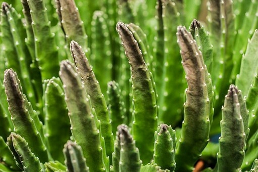 Succulent