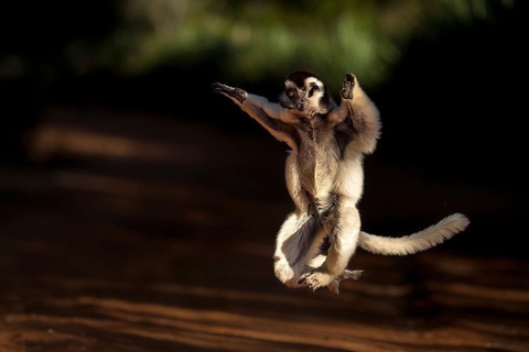 lemur