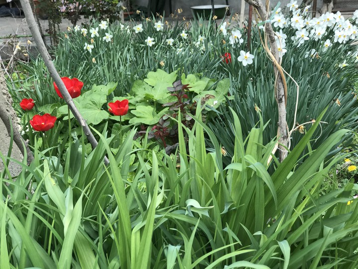 spring