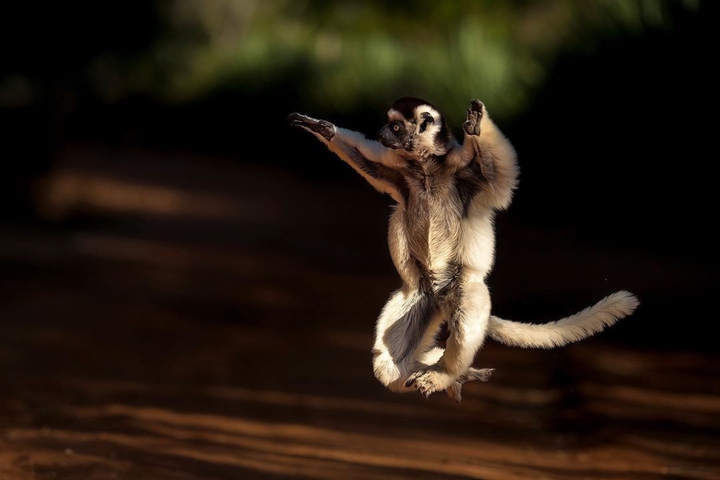 lemur