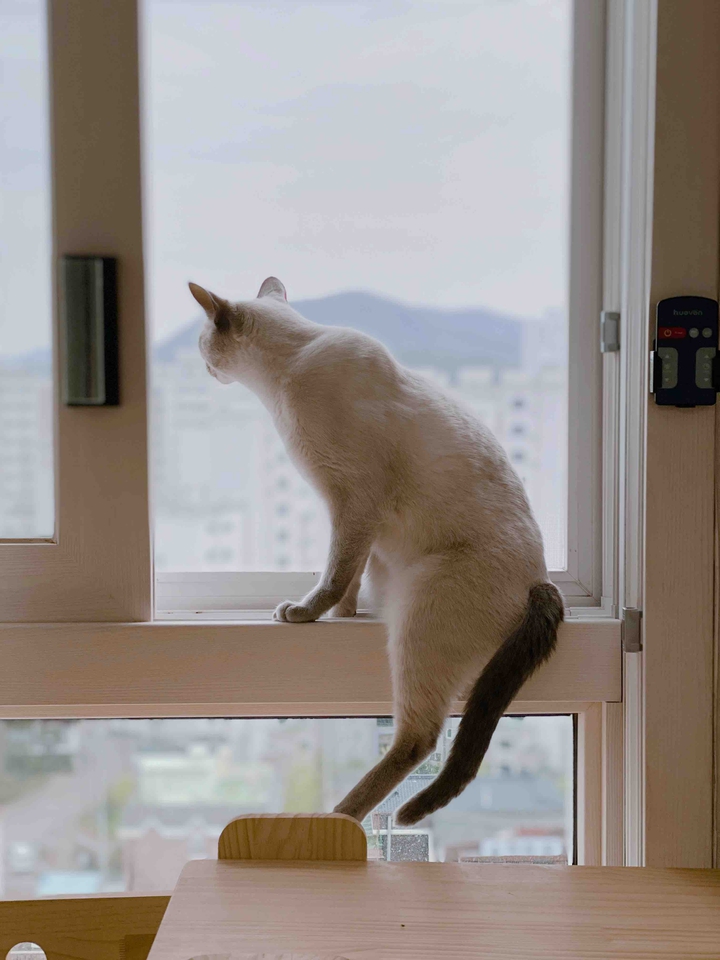 고양이