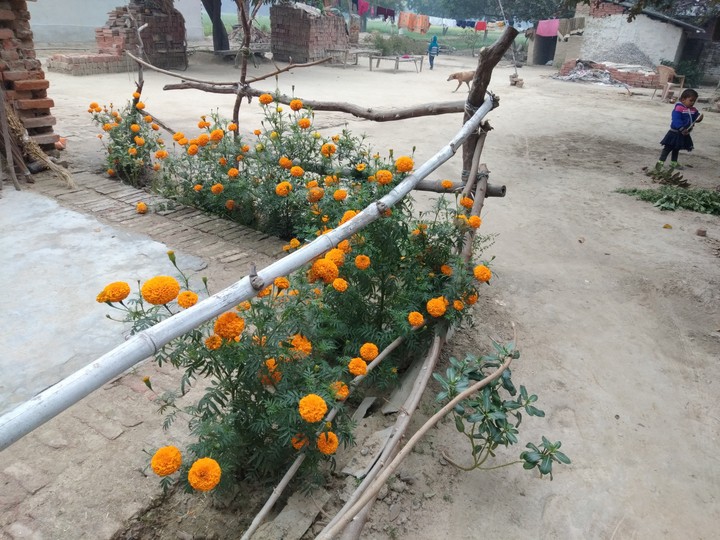 marigold