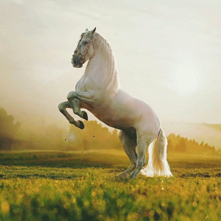 horses
