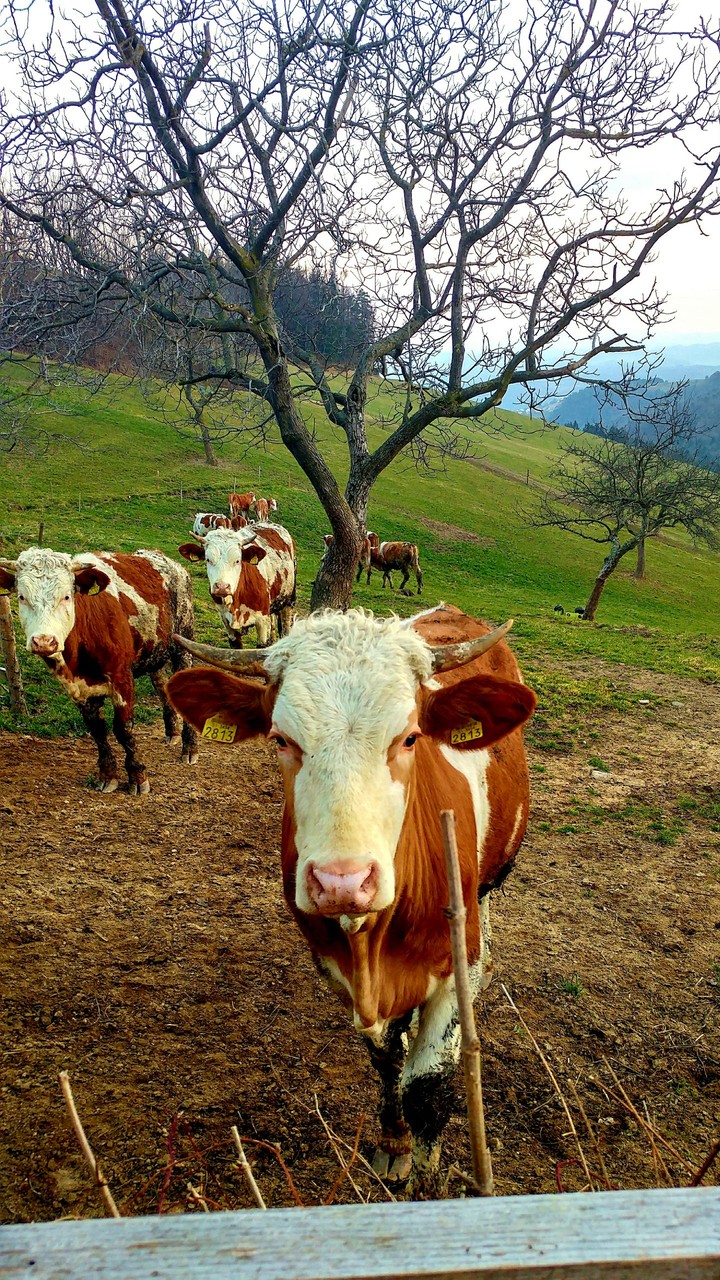 Cows