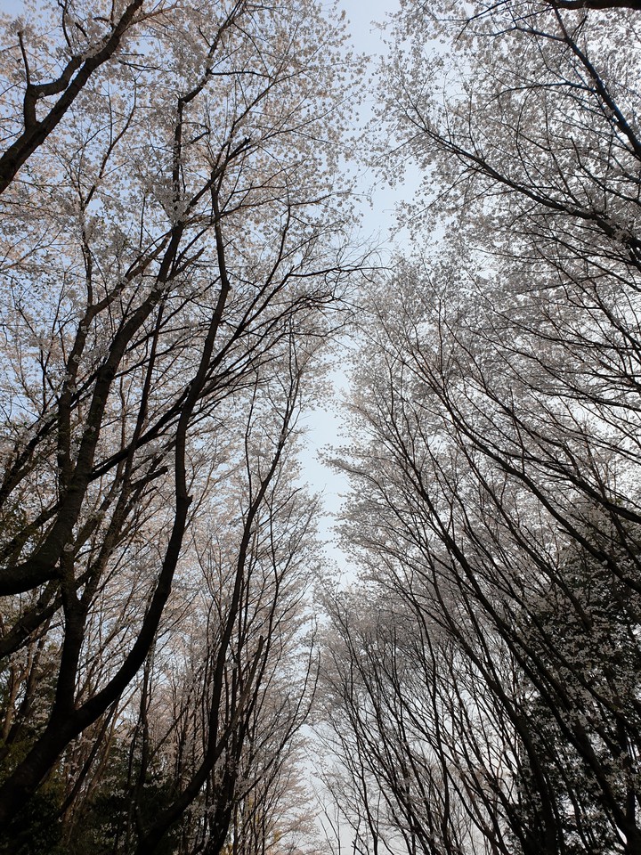 벚꽃나무