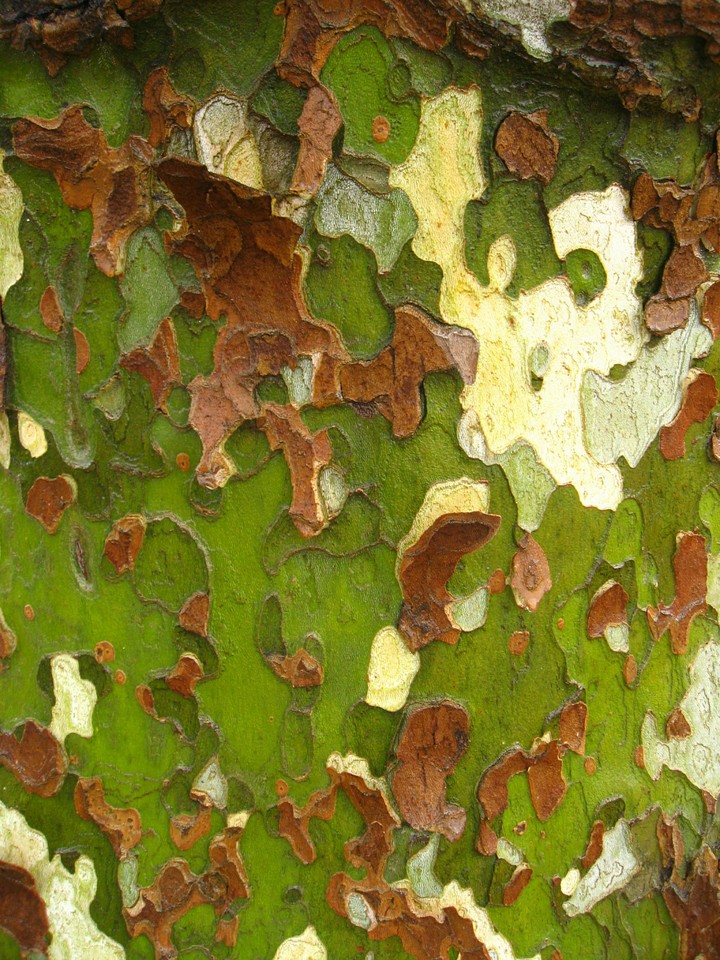 A tree bark wallpaper