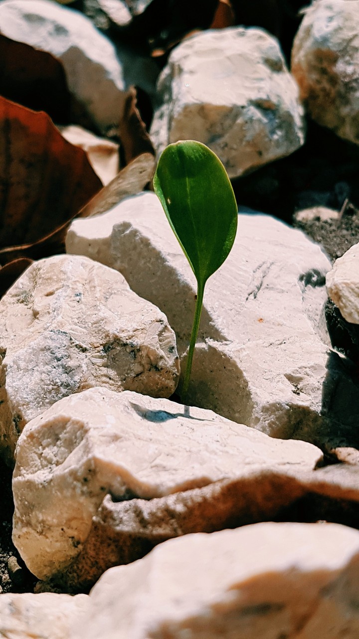 a little leaf