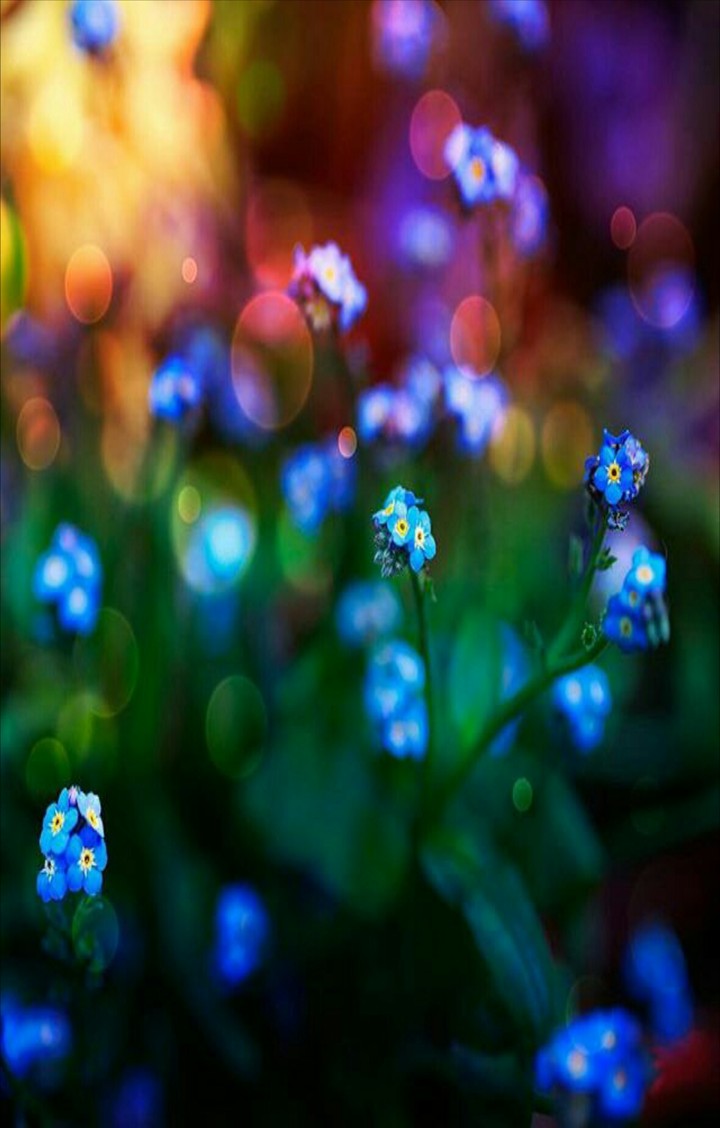 flowers