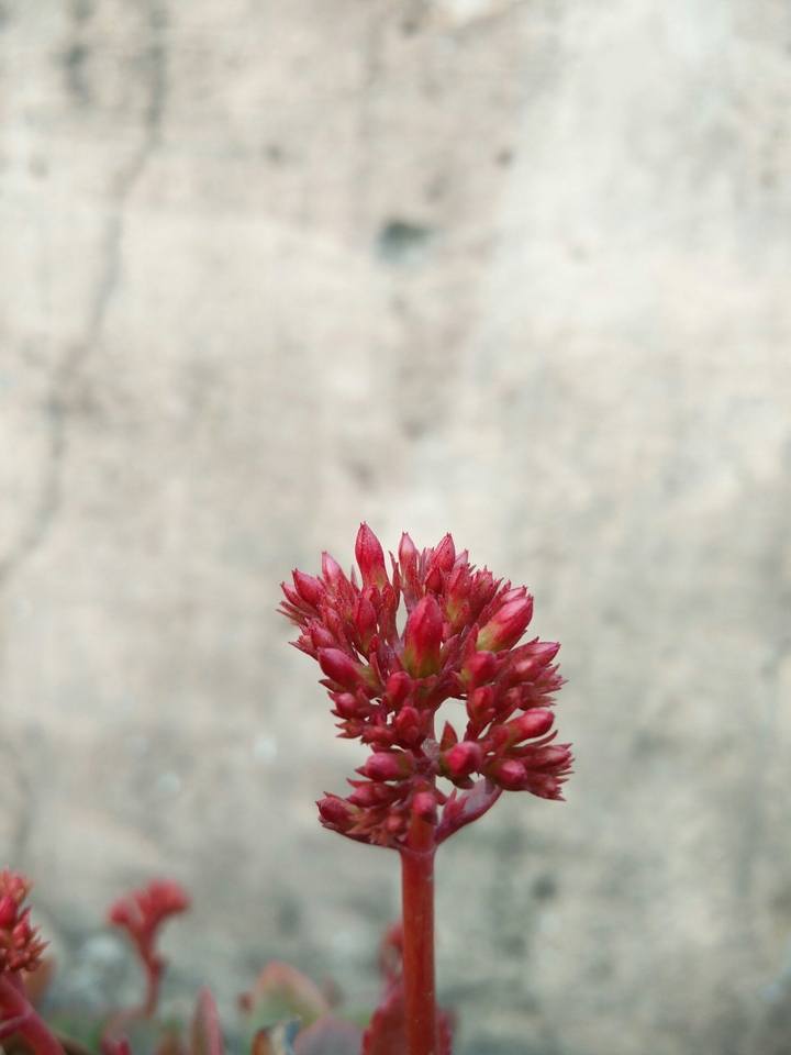 the red young