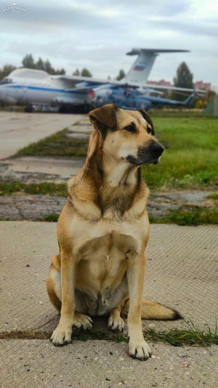 Собака-друг человека.