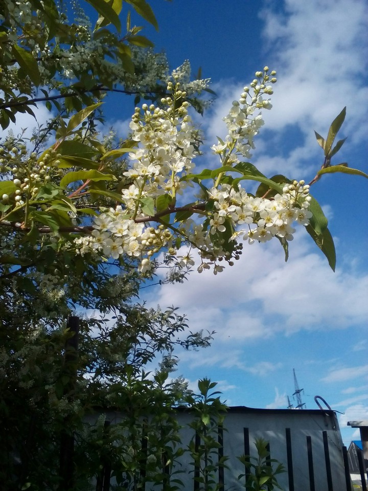 весна